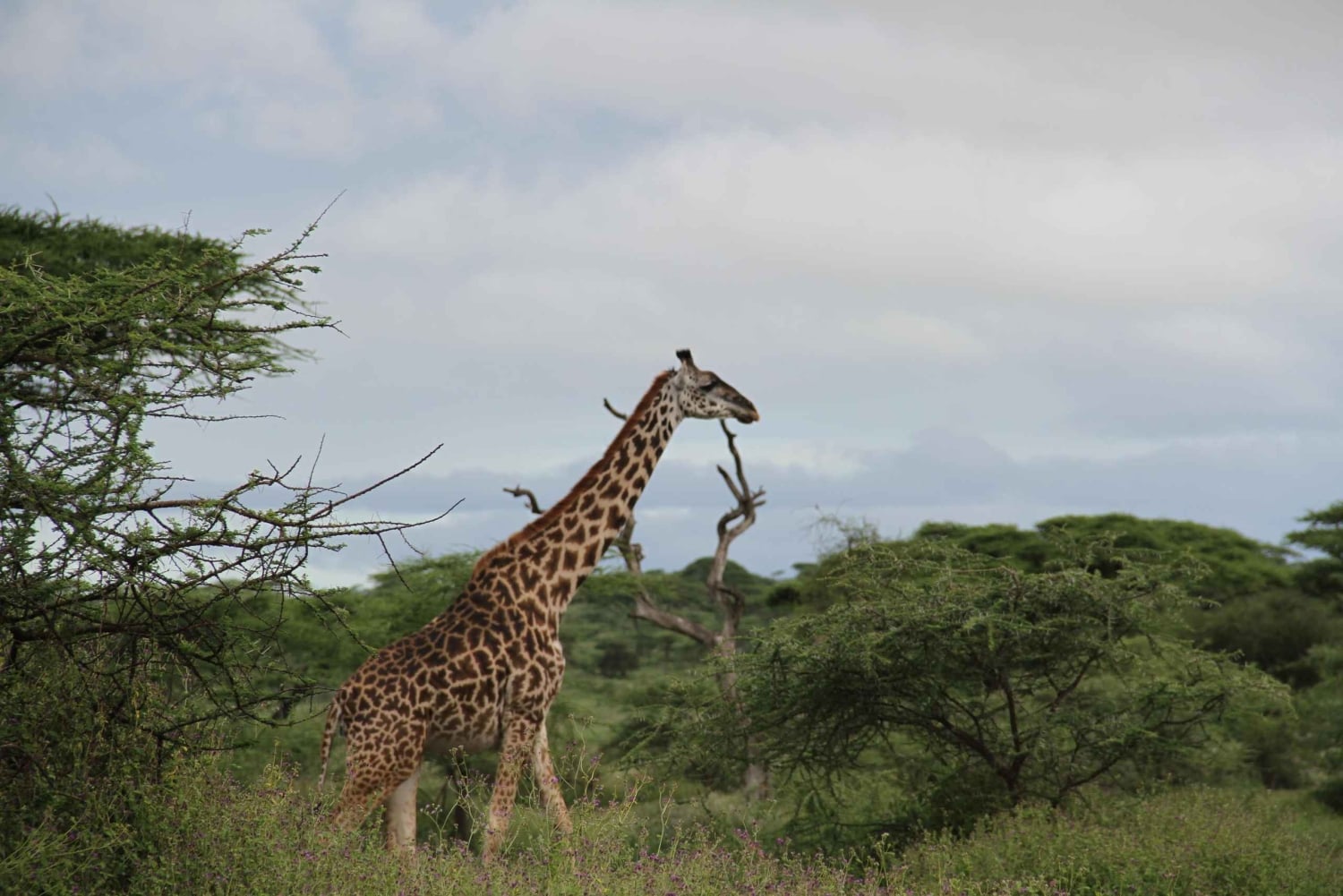 Arusha: 5-Day Safari to Tarangire, Ngorongoro, and Serengeti