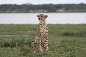Arusha: 5-Day Safari to Tarangire, Ngorongoro, and Serengeti