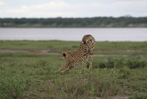 Arusha: 5-Day Safari to Tarangire, Ngorongoro, and Serengeti