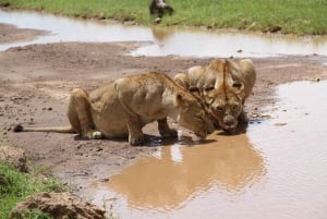 Arusha: 5-Day Safari to Tarangire, Ngorongoro, and Serengeti