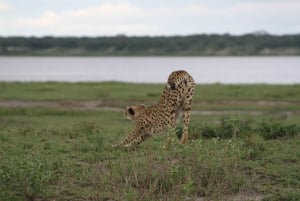 Arusha: 5-Day Safari to Tarangire, Ngorongoro, and Serengeti