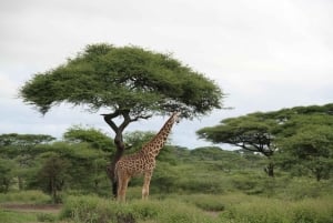 Arusha: 5-Day Safari to Tarangire, Ngorongoro, and Serengeti