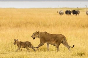 Arusha: 7-Day Tanzania Safari with Accommodation