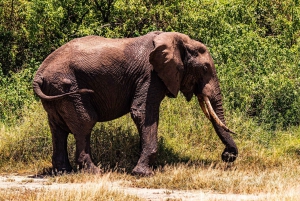 Arusha:Safari de 7 dias Descobre a verdadeira África a partir do LagoManyara