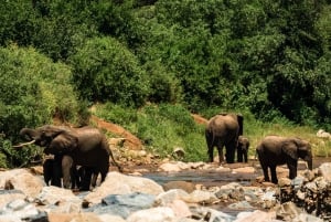 Arusha:Safari de 7 dias Descobre a verdadeira África a partir do LagoManyara