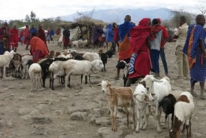 Arusha:Safari de 7 dias Descobre a verdadeira África a partir do LagoManyara