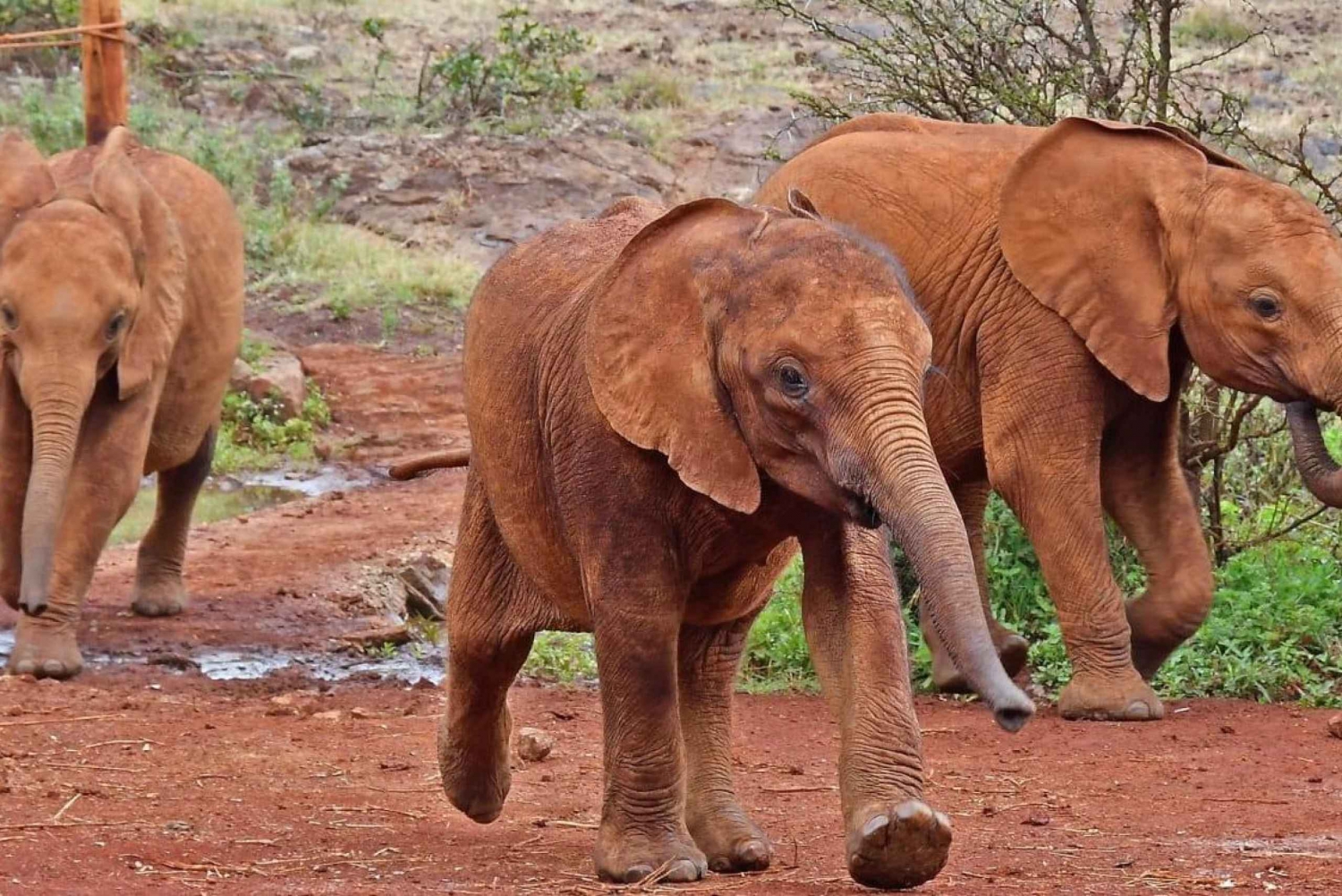 Bébé éléphant, bébé rhinocéros et les gracieuses girafes de Rothschild