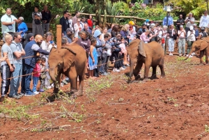 Baby Elephant Orphanage And Giraffe Center Guide Tour