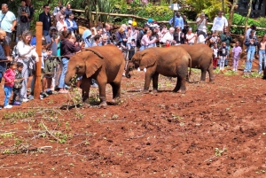 Baby Elephant Orphanage And Giraffe Center Guide Tour