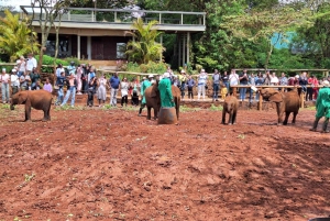 Baby Elephant Orphanage And Giraffe Center Guide Tour
