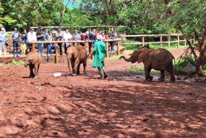 Baby Elephant Orphanage Entry Fees All Inclusive Tour