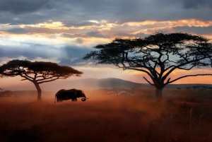 Arusha: 5-Day Serengeti National Park Tent Safari