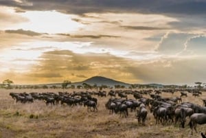 Arusha: 5-Day Serengeti National Park Tent Safari