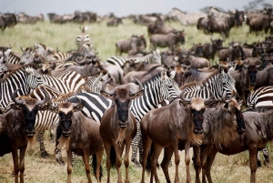 Arusha: 5-Day Serengeti National Park Tent Safari