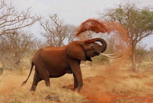 Arusha: 5-Day Serengeti National Park Tent Safari