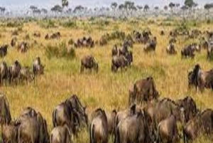 Arusha: 5-Day Serengeti National Park Tent Safari
