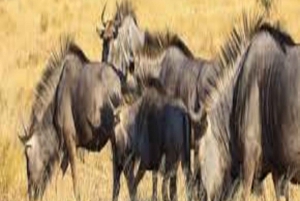 Arusha: 5-Day Serengeti National Park Tent Safari