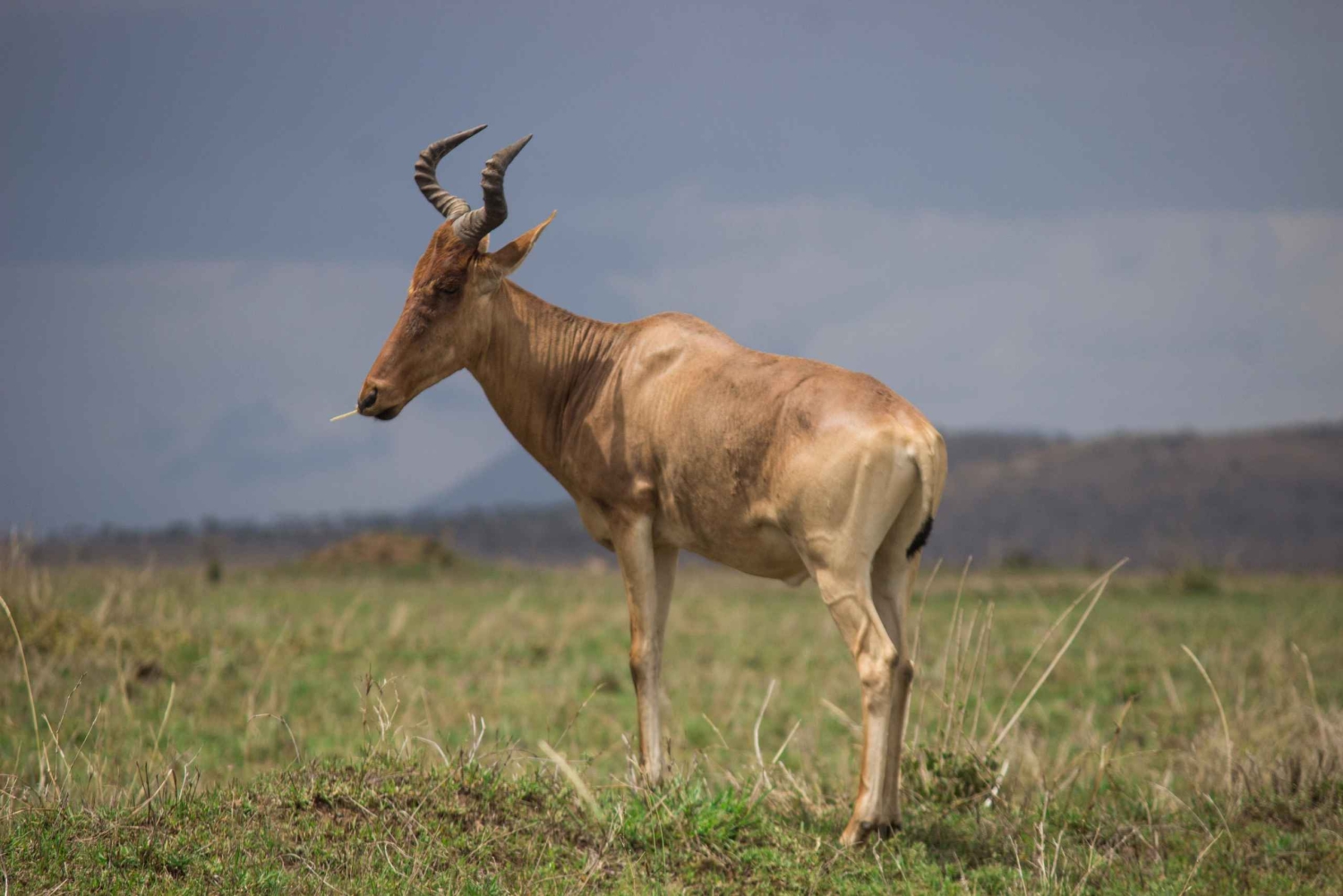 Best Amboseli National Park Safari Day Trip from Moshi