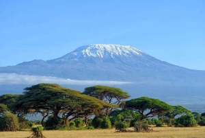 Best Amboseli National Park Safari Day Trip from Moshi
