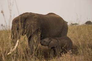 Best Amboseli National Park Safari Day Trip from Moshi