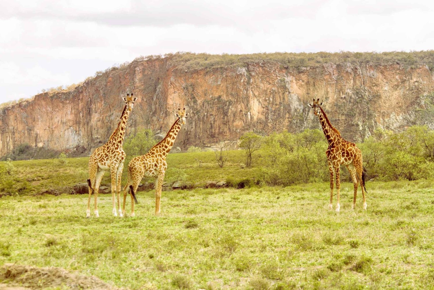 Best Hells Gate National Park & Lake Naivasha Day Tour