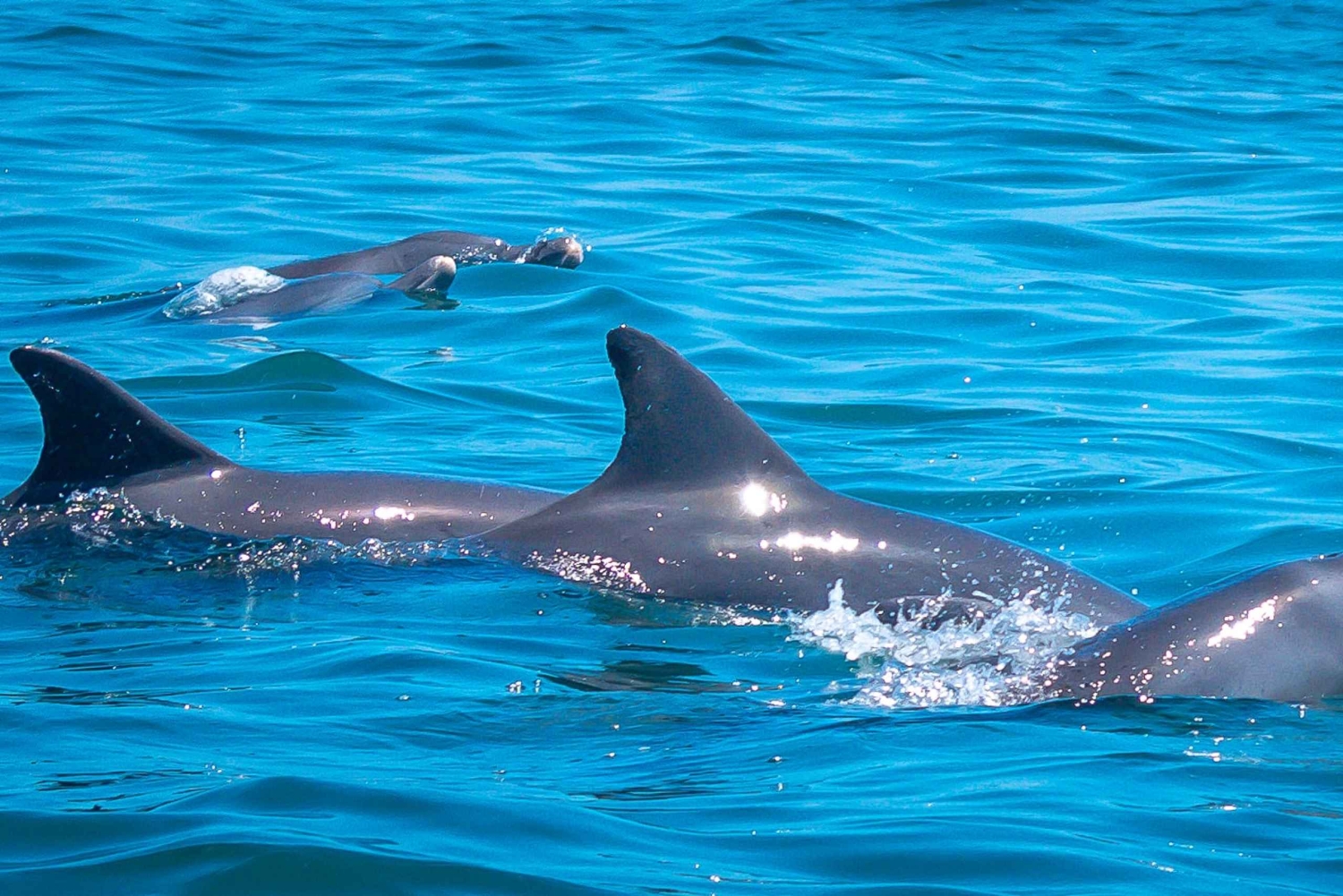 Blå safari: Snorkling vid Watamu Marine Park & Fisk och skaldjur