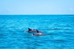 Blå safari: Snorkling vid Watamu Marine Park & Fisk och skaldjur