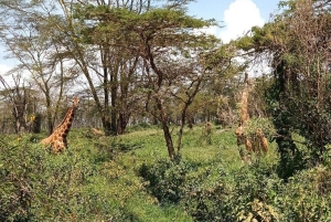 Bungoma County: guidet fottur i lavaubehuler på Elgon