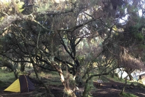 Bungoma County: guidet fottur i lavaubehuler på Elgon