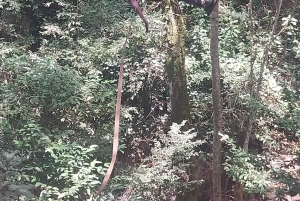 CAMP NDUNDA FALLS: ZJEŻDŻANIE NA LINIE, SPACER W KORONACH DRZEW I LUNCH