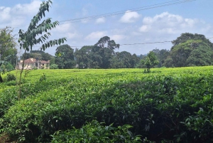 Coffee farm and factory tour