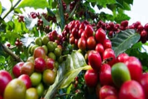 Kaffeplantagetur och baristakurs nära Nairobi