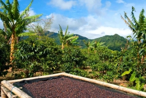 Coffee Farm Tour & Barista Workshop near Nairobi