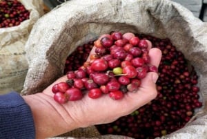 Coffee Farm Tour (Fairview) From Nairobi