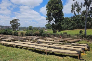 Coffee Farm Tour (Fairview) From Nairobi