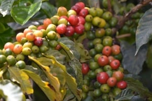 Coffee Farm Tour (Fairview) From Nairobi