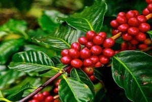 Coffee Farm Tour (Fairview) From Nairobi