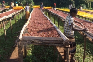 Kahvifarmikierros (Fairview) Nairobista käsin