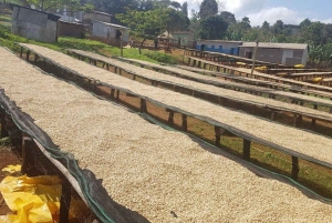 Kahvifarmikierros (Fairview) Nairobista käsin