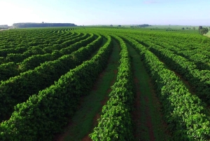 Kahvifarmikierros (Fairview) Nairobista käsin