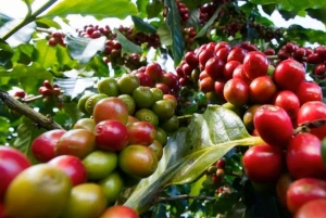 Kahvifarmikierros (Fairview) Nairobista käsin