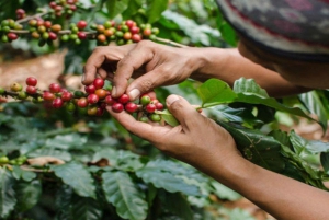 Coffee Farm Tour (Fairview)