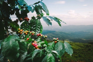 Visita a uma fazenda de café (Fairview)