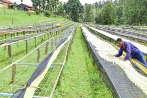 Coffee Farm Tour (Fairview)