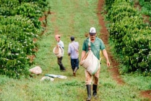 Visita a uma fazenda de café (Fairview)