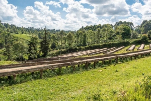 Visita a uma fazenda de café (Fairview)