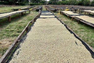 Visita a uma fazenda de café (Fairview)