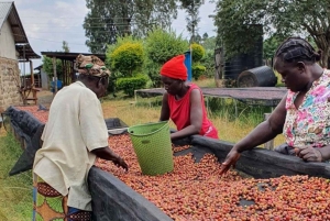 Visita a uma fazenda de café (Fairview)