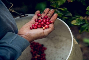 Visita a uma fazenda de café (Fairview)