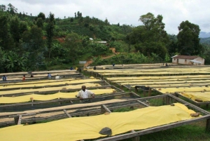 Visita a uma fazenda de café (Fairview)